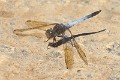 J17_3254 Orthetrum caledonicum male